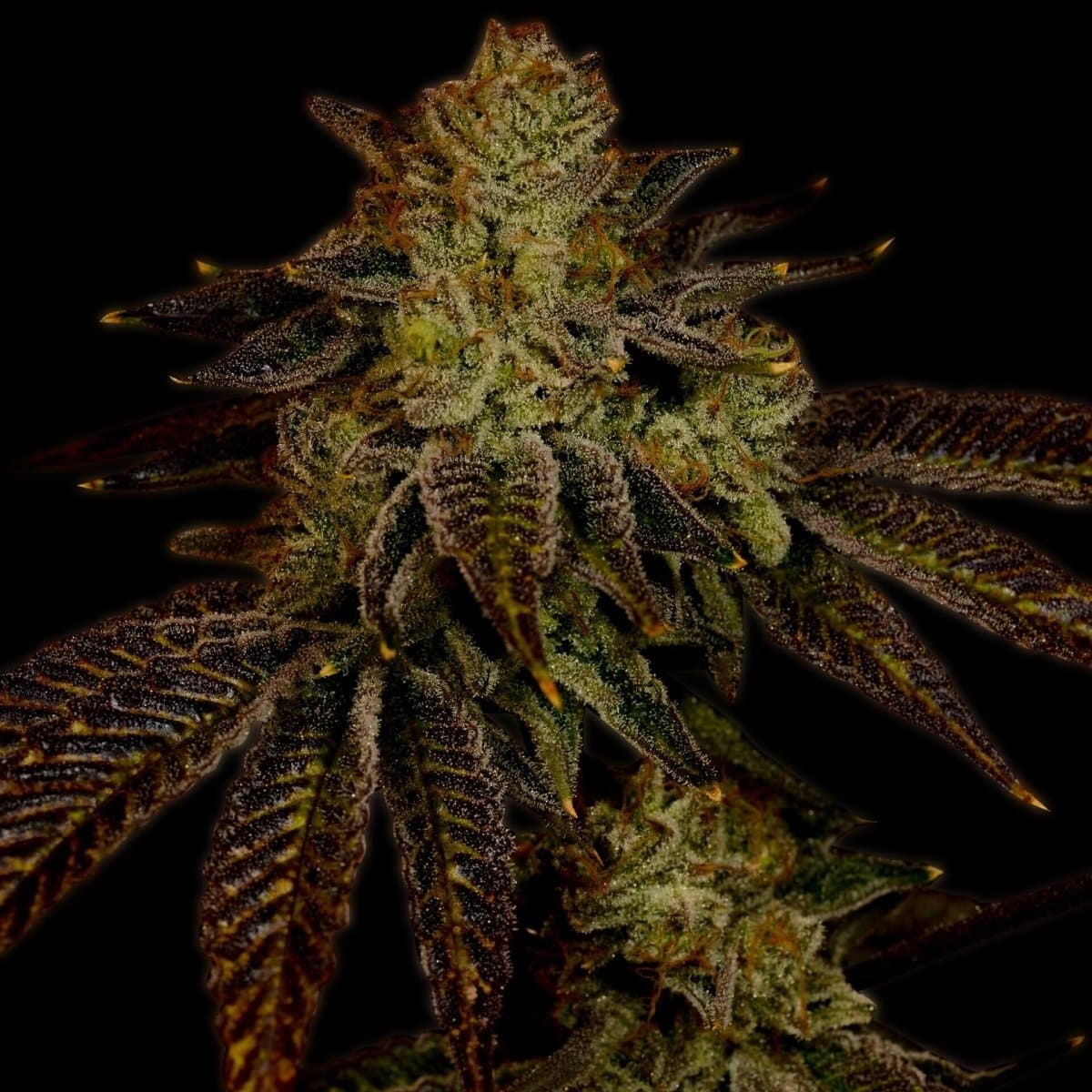 Chocolope Seeds