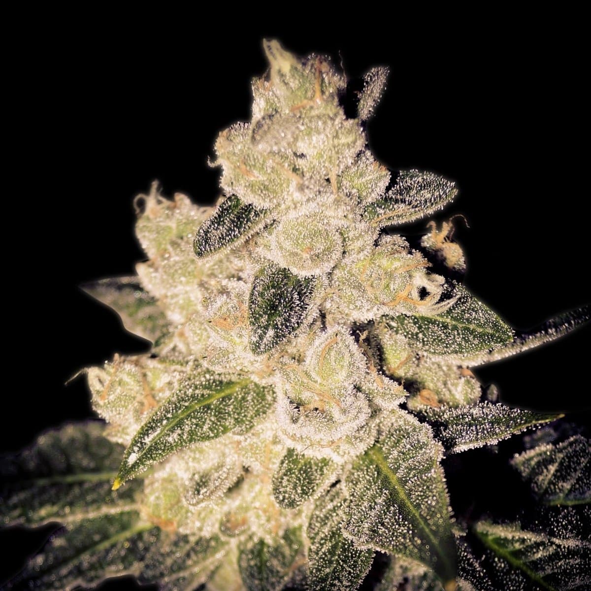 Cinderella 99 Seeds