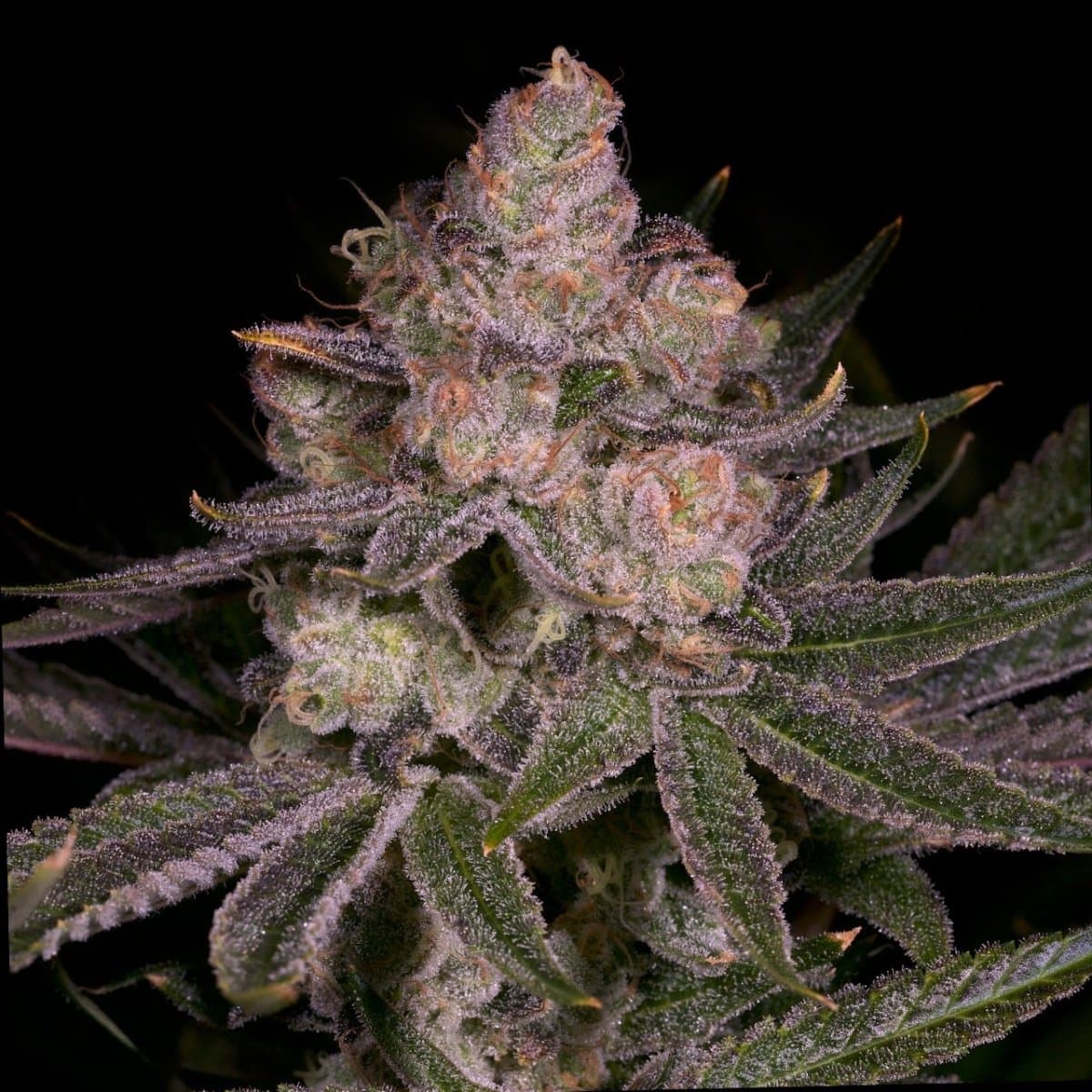 Crescendo Seeds