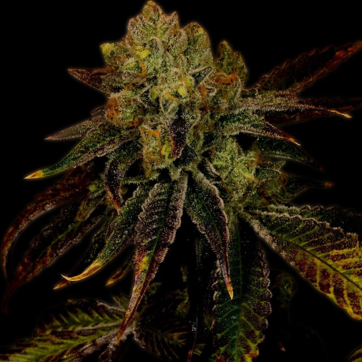 Diamond OG Seeds
