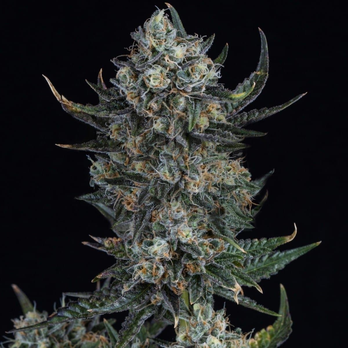 Durban Poison Seeds