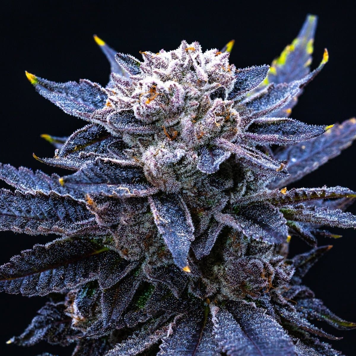 Frosted Gelato Seeds
