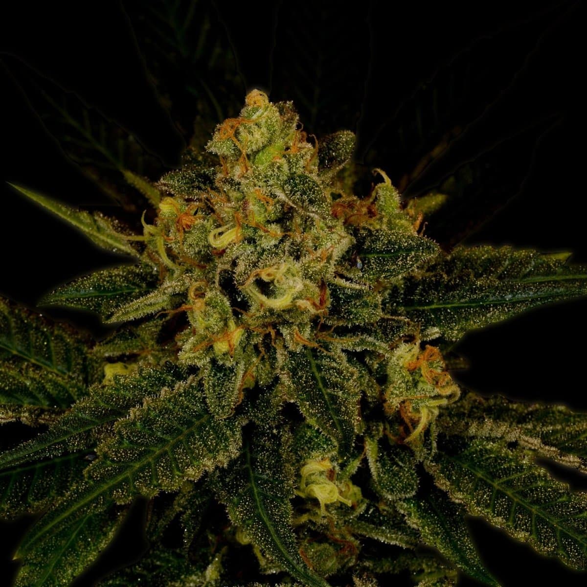 Fruit Punch Seeds