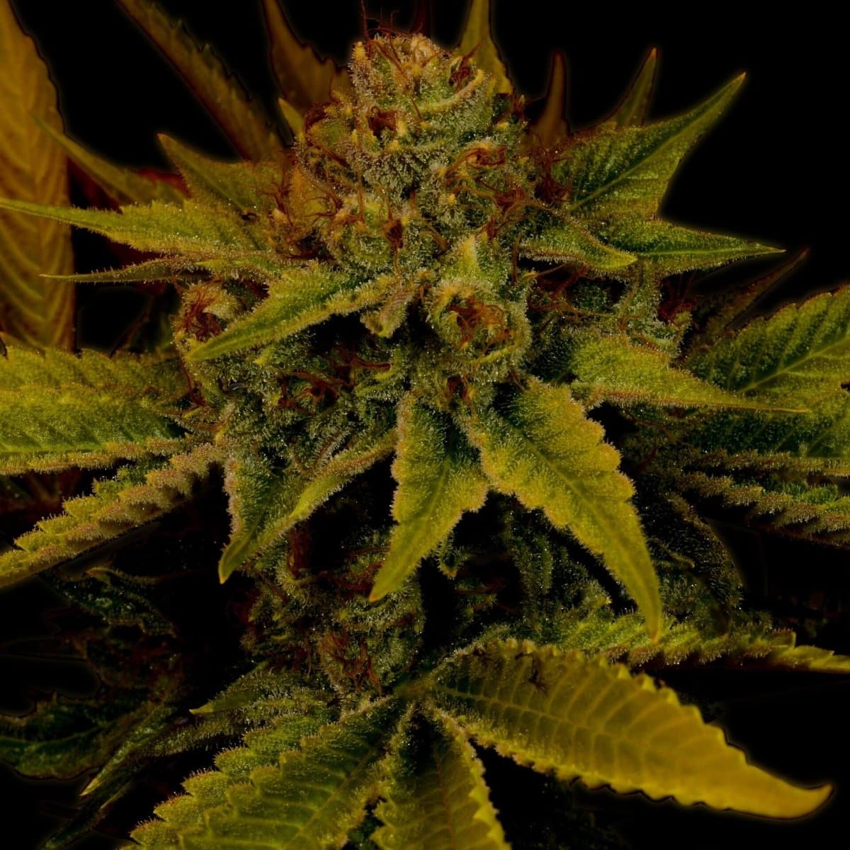 G13 Seeds