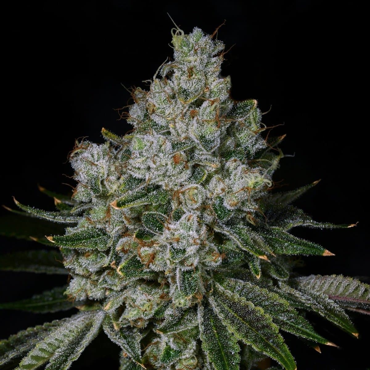 Garlic Breath Seeds