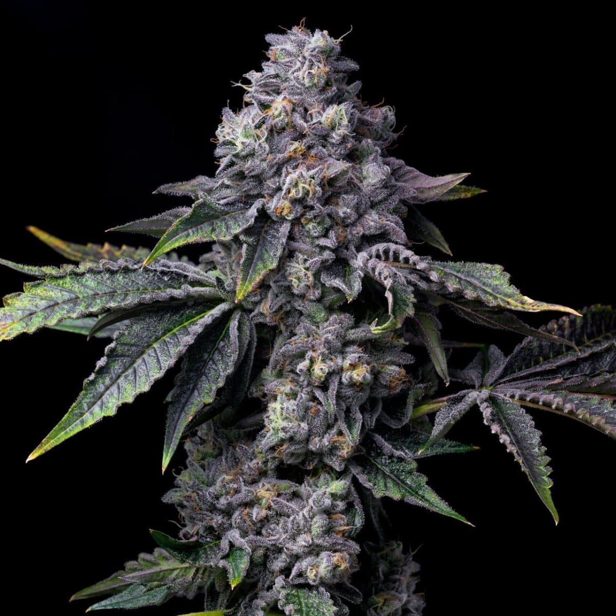 Gator Breath Seeds