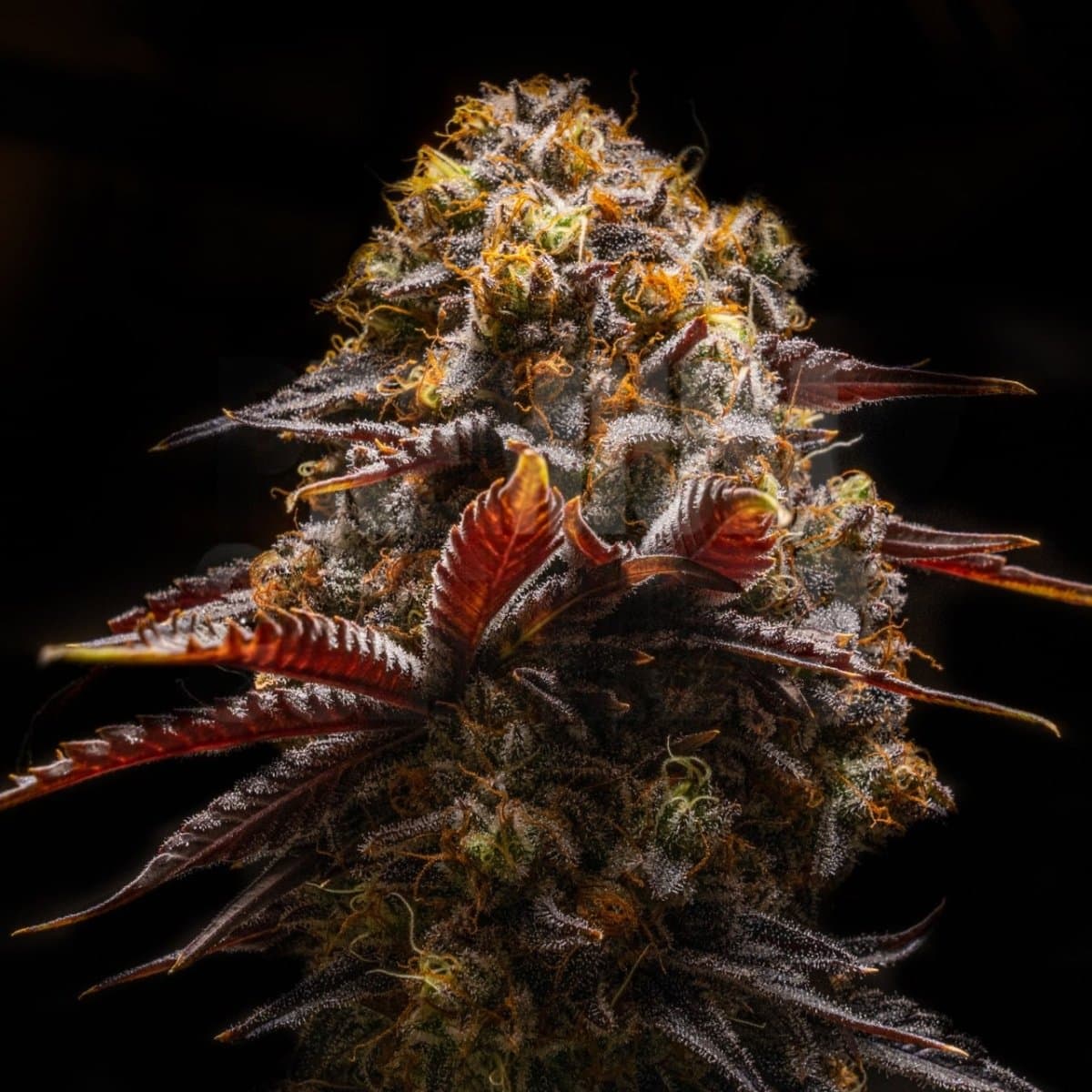 Gelato 45 Seeds