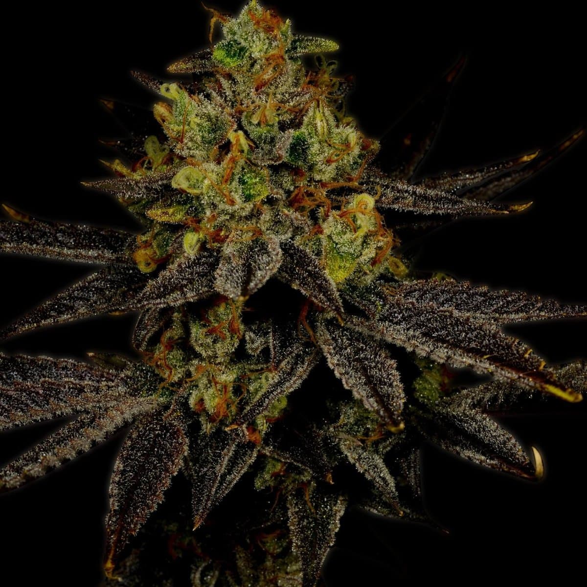 Gelato Seeds