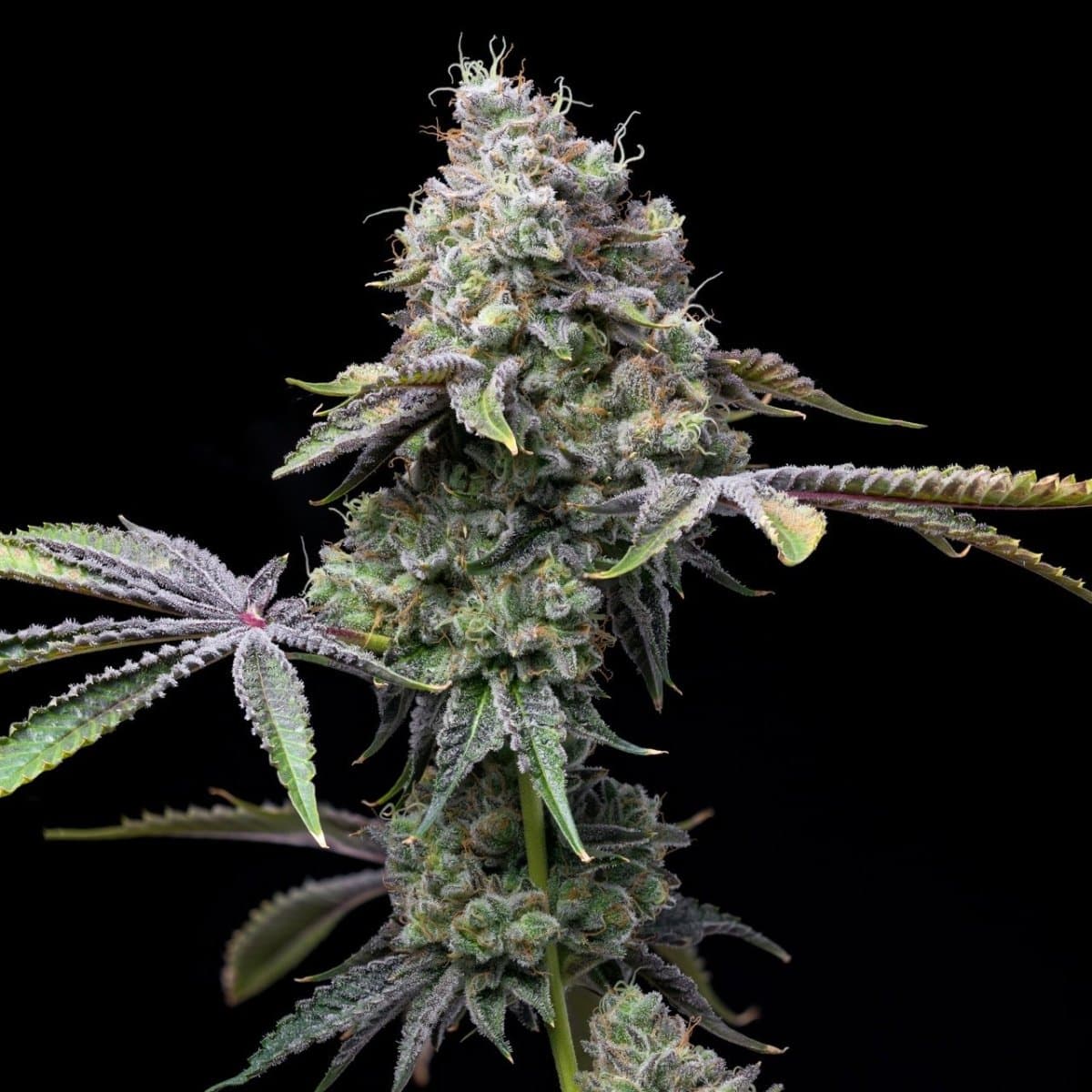 Ghost OG Seeds