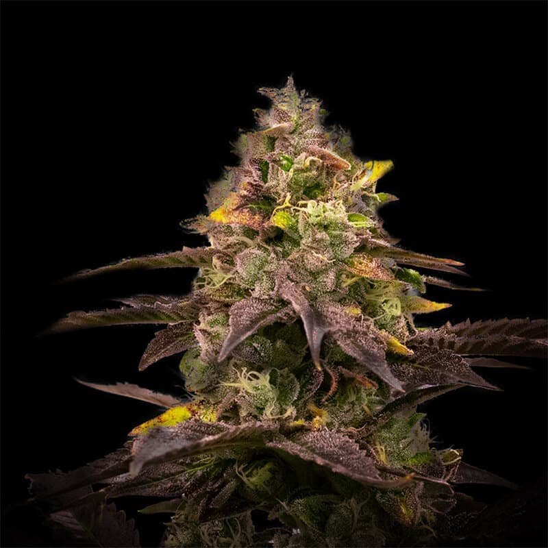 Ghost Train Haze Seeds