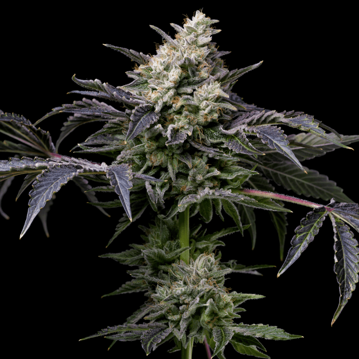 GMO Cookies Seeds