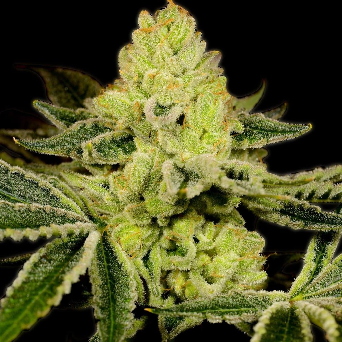 God Bud Seeds
