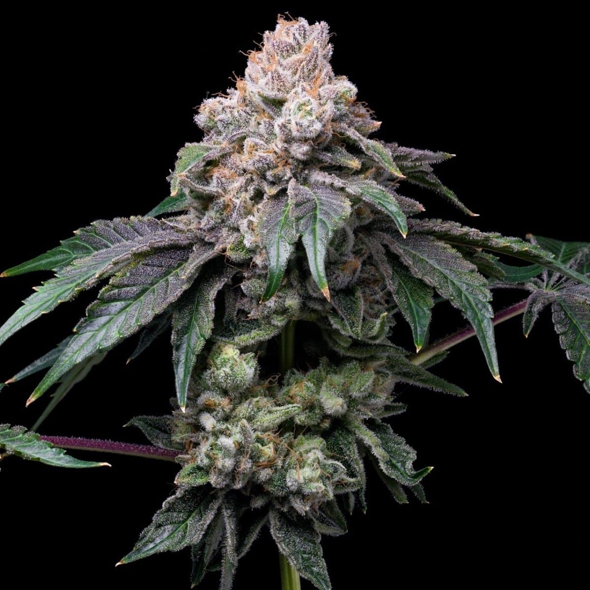 Godfather OG Seeds