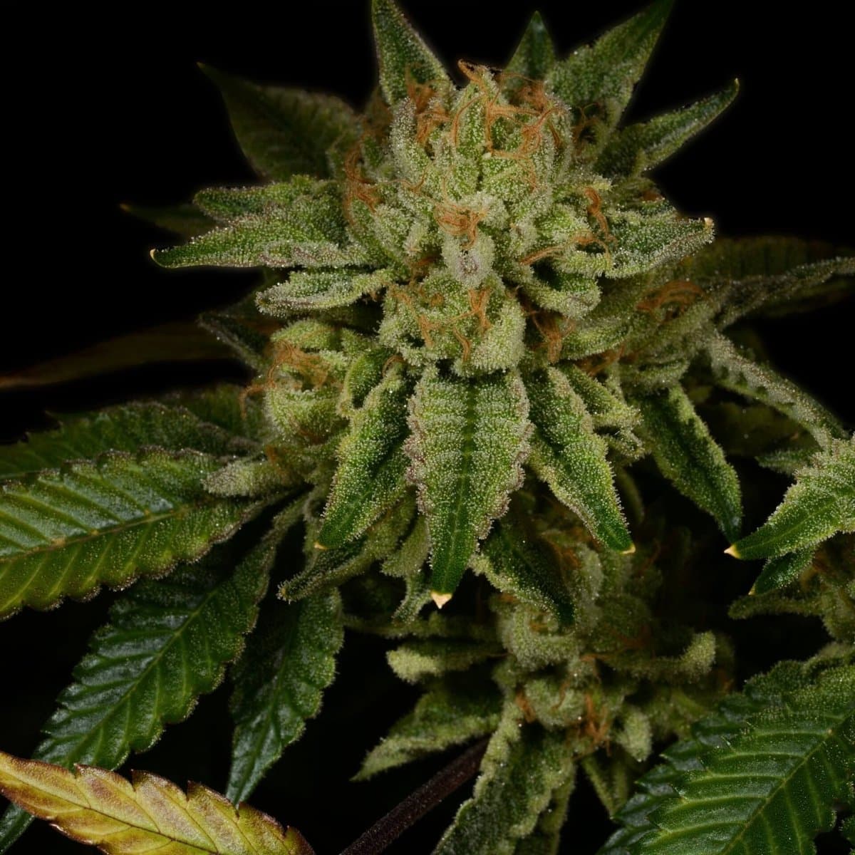 Gorilla Glue #4 Seeds