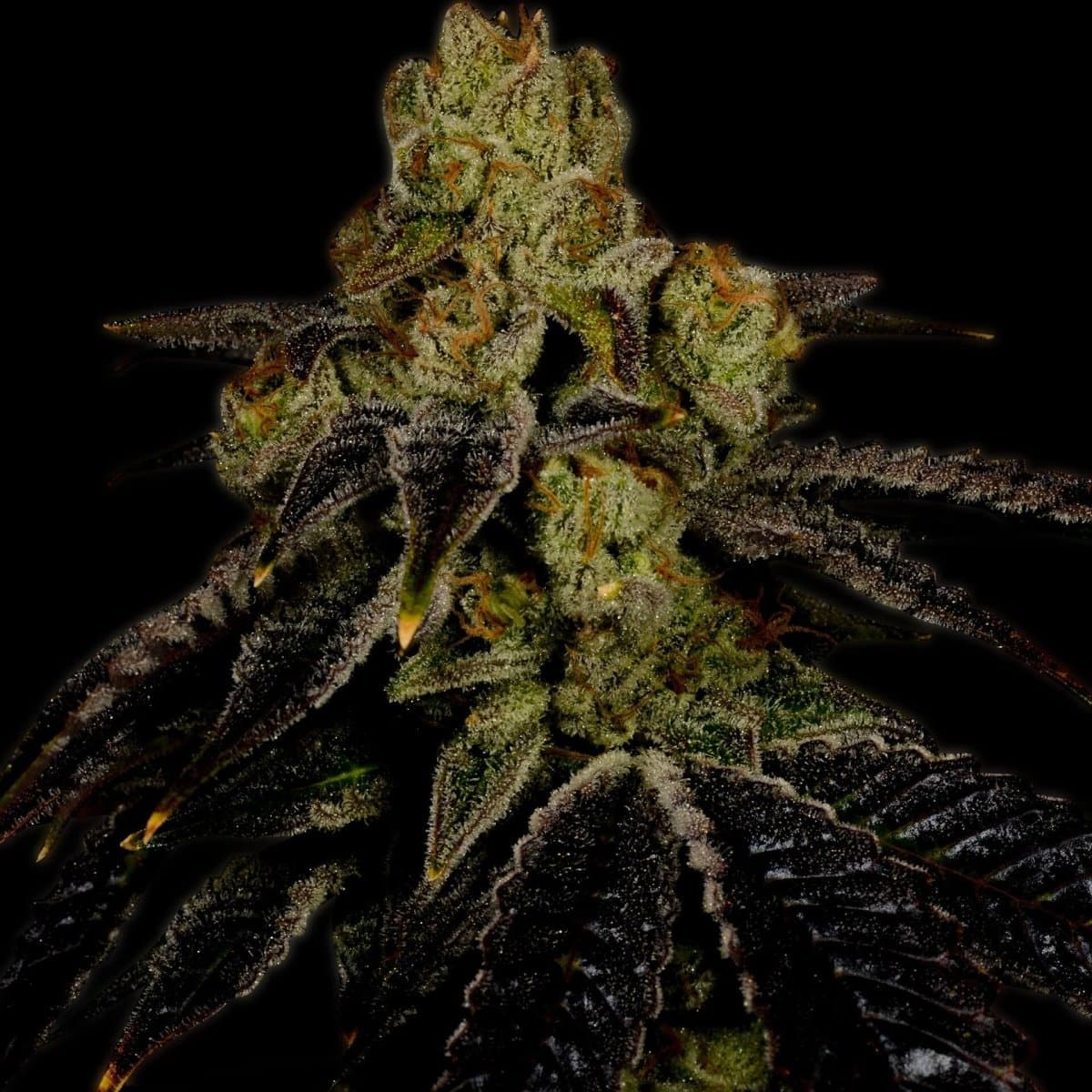 Grape Ape Seeds