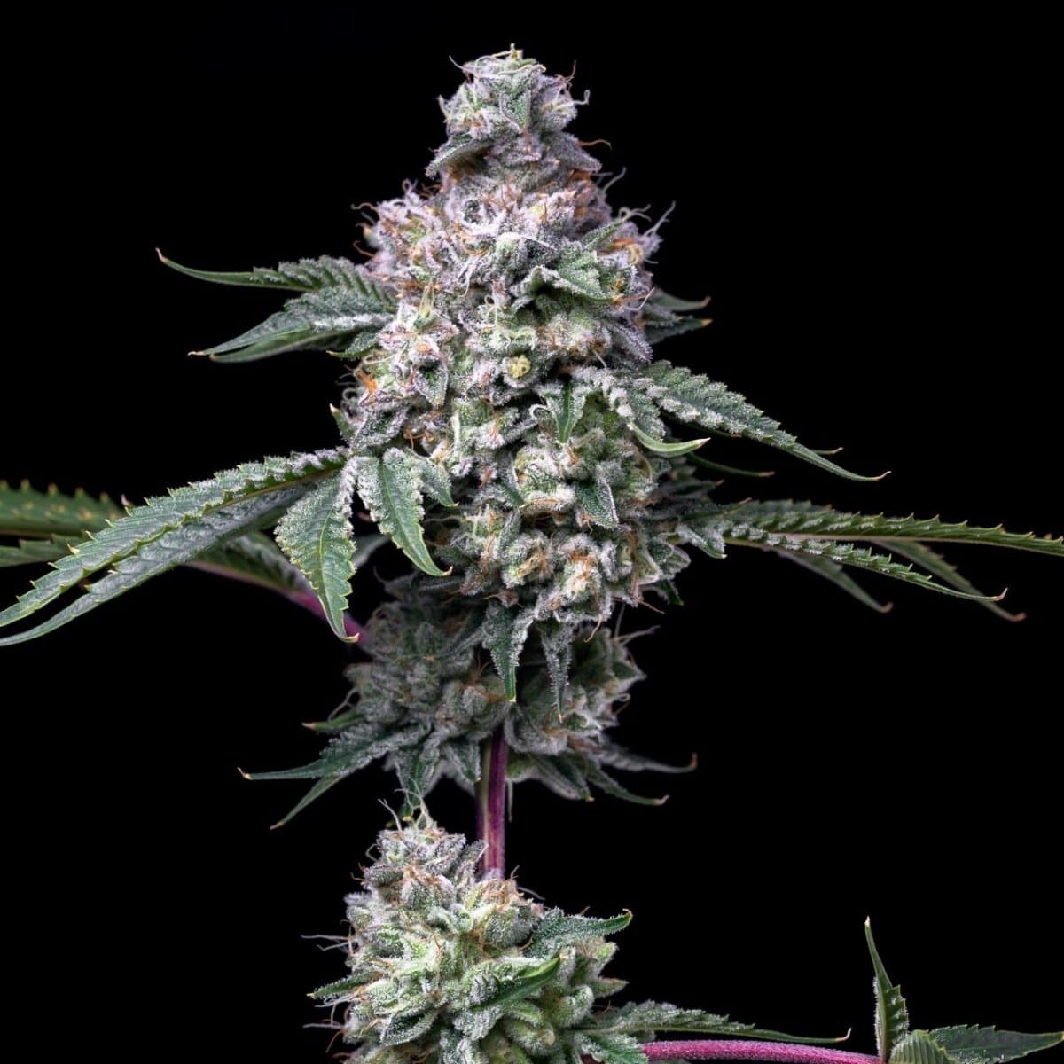 Grape Stomper Seeds