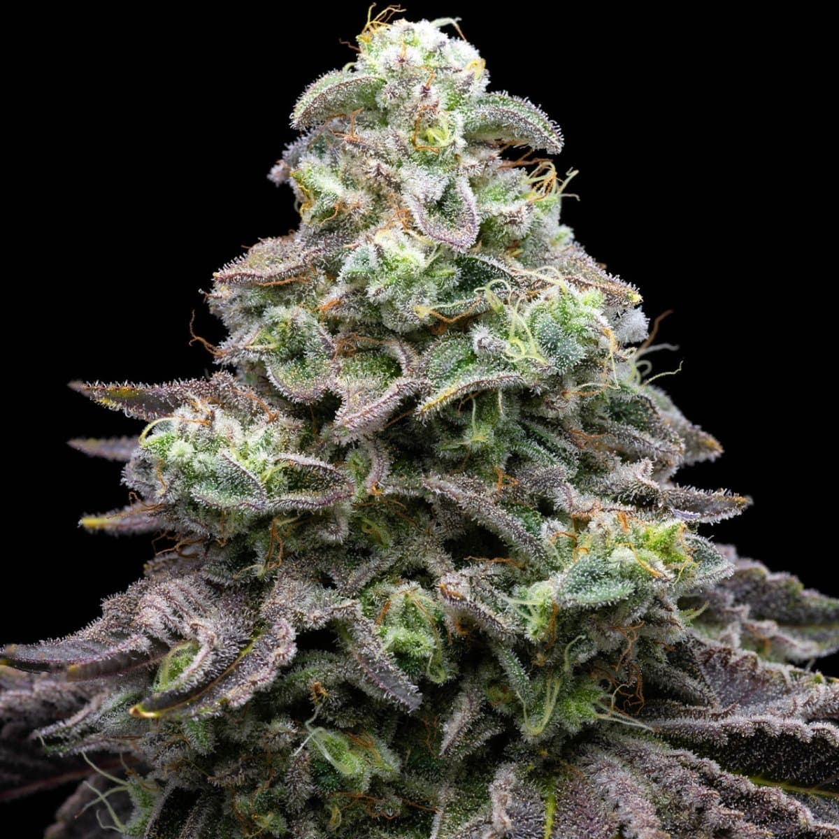 Grease Monkey Seeds