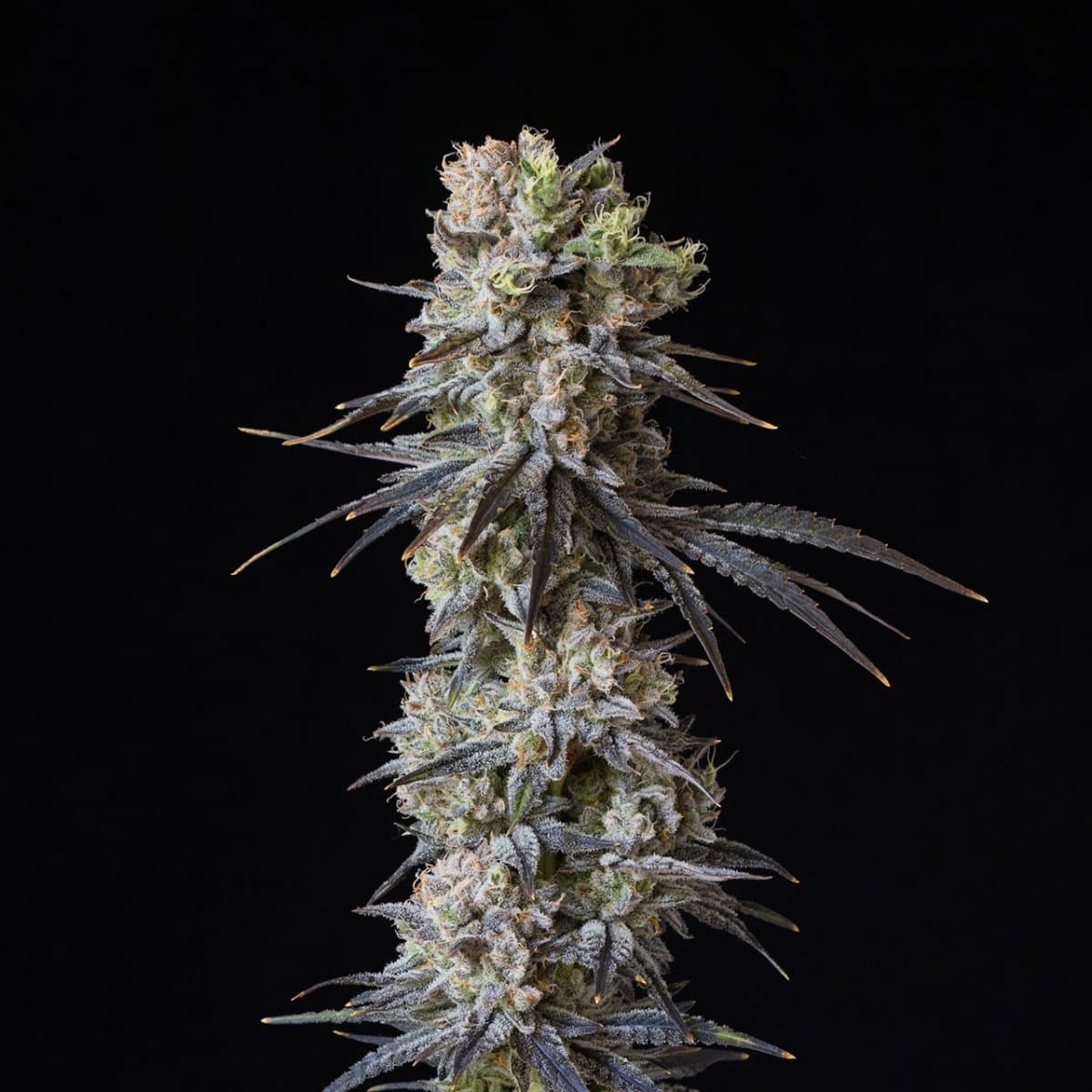 Gushers Seeds
