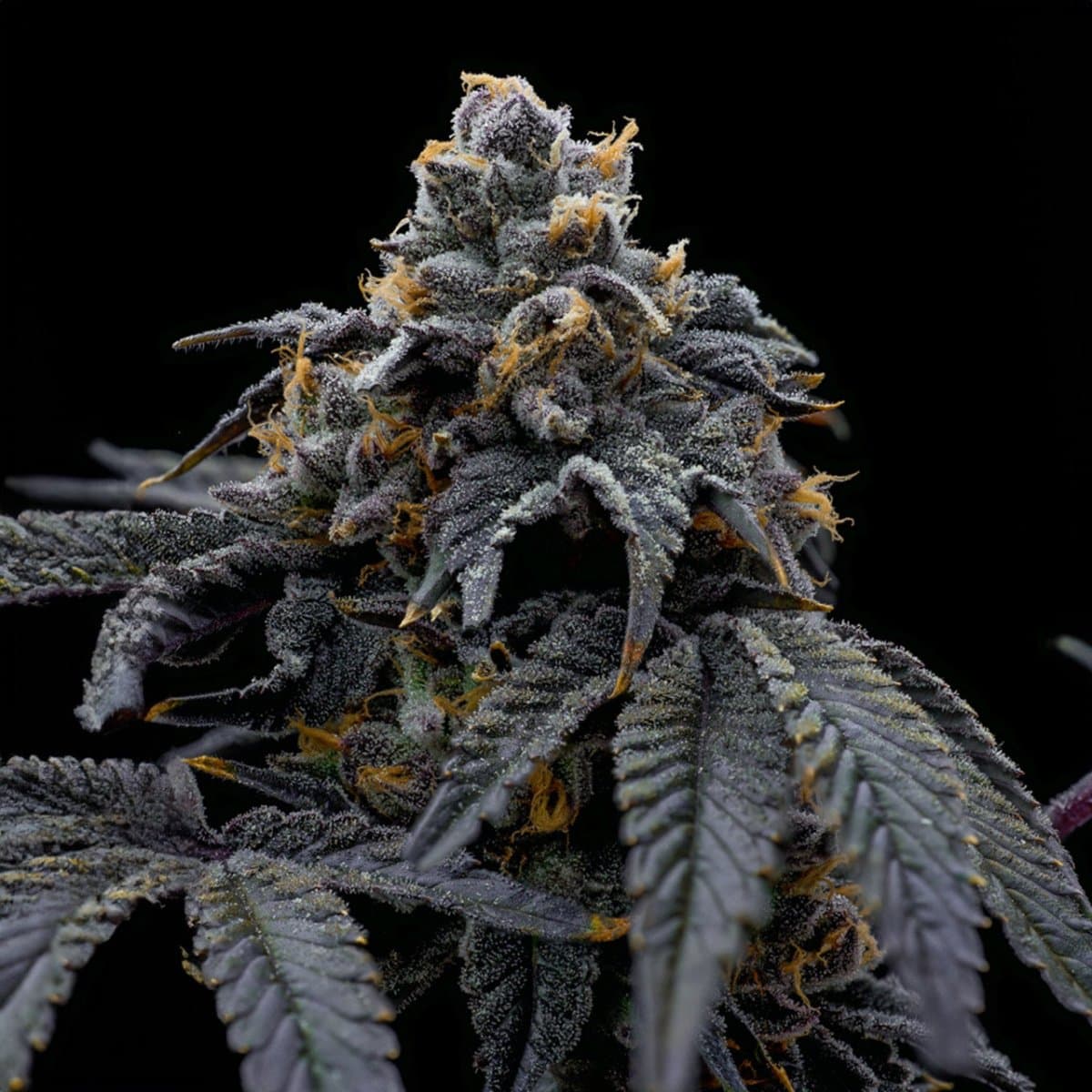 Han Solo Burger Seeds