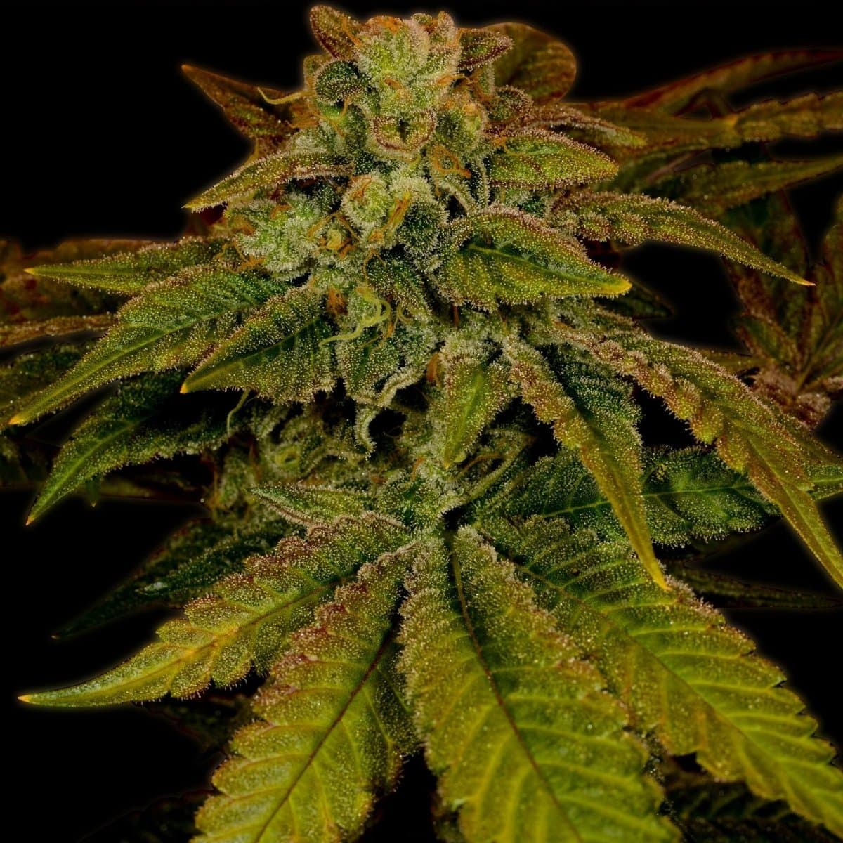 Hawaiian Punch Seeds