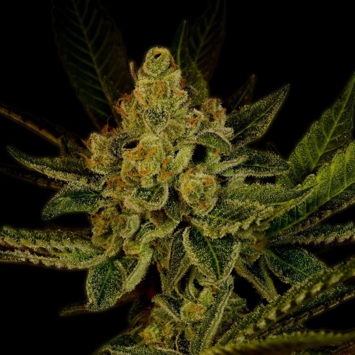 Haze Seeds