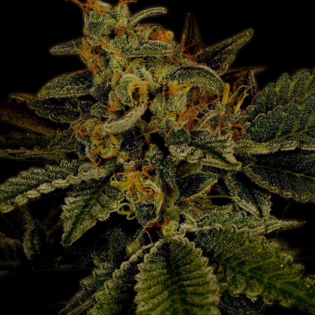 Hindu Kush Autoflower Seeds
