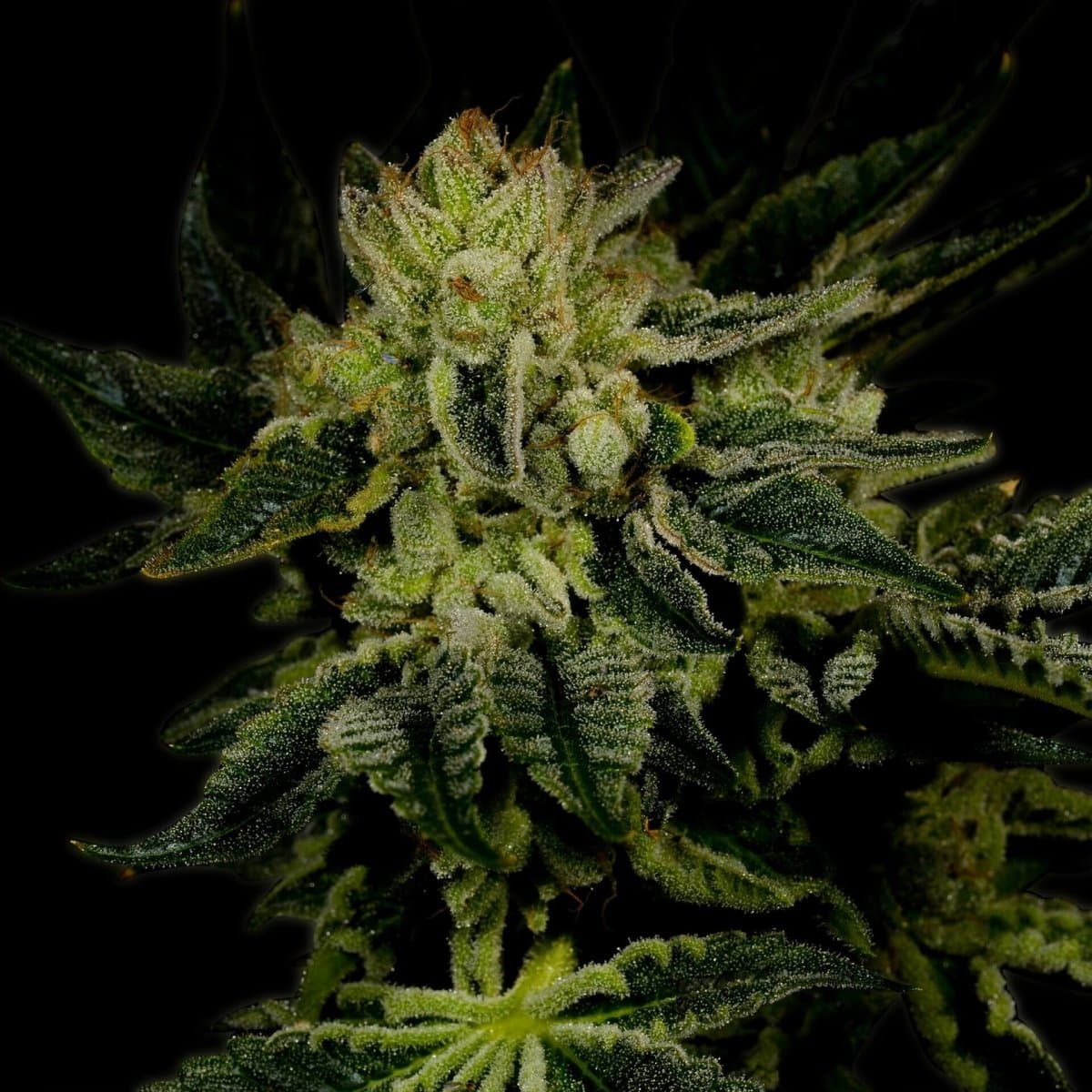 Jillybean Seeds