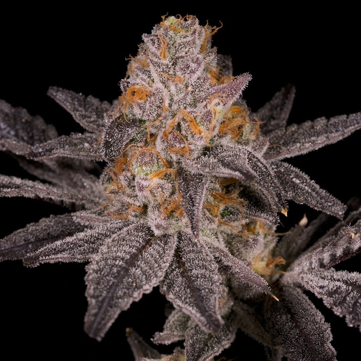 Jokerz Seeds