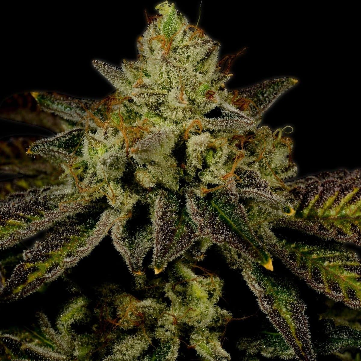 Juicy Fruit Seeds