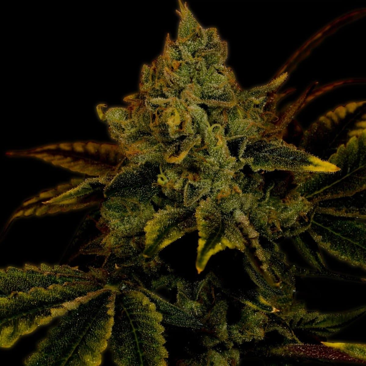 King Louis Seeds
