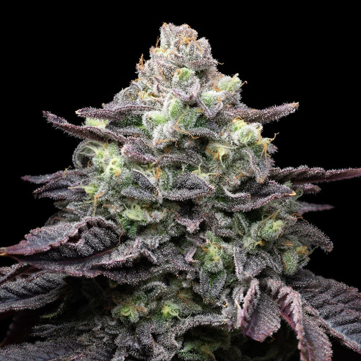 Kush Mints Seeds