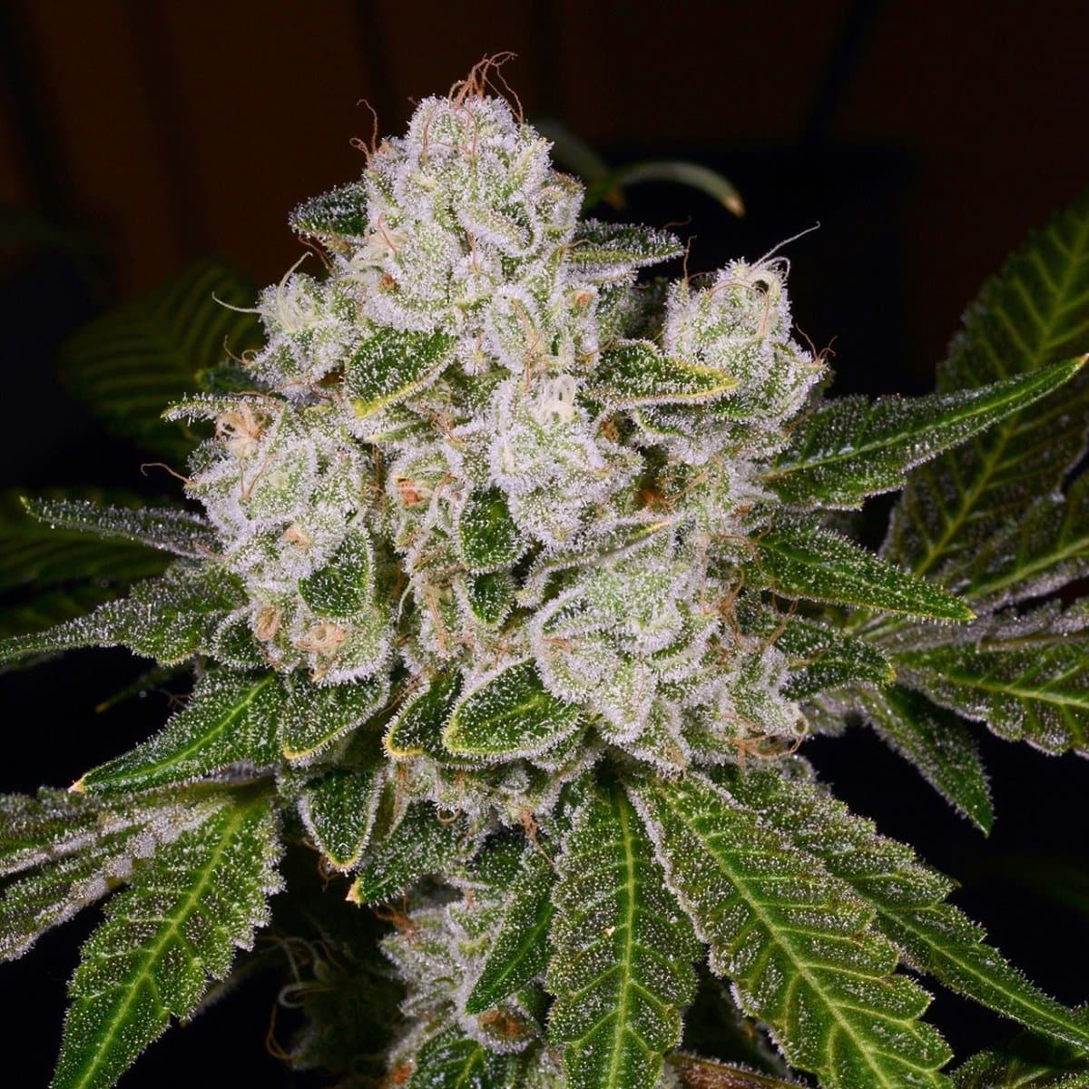 Lava Cake Seeds