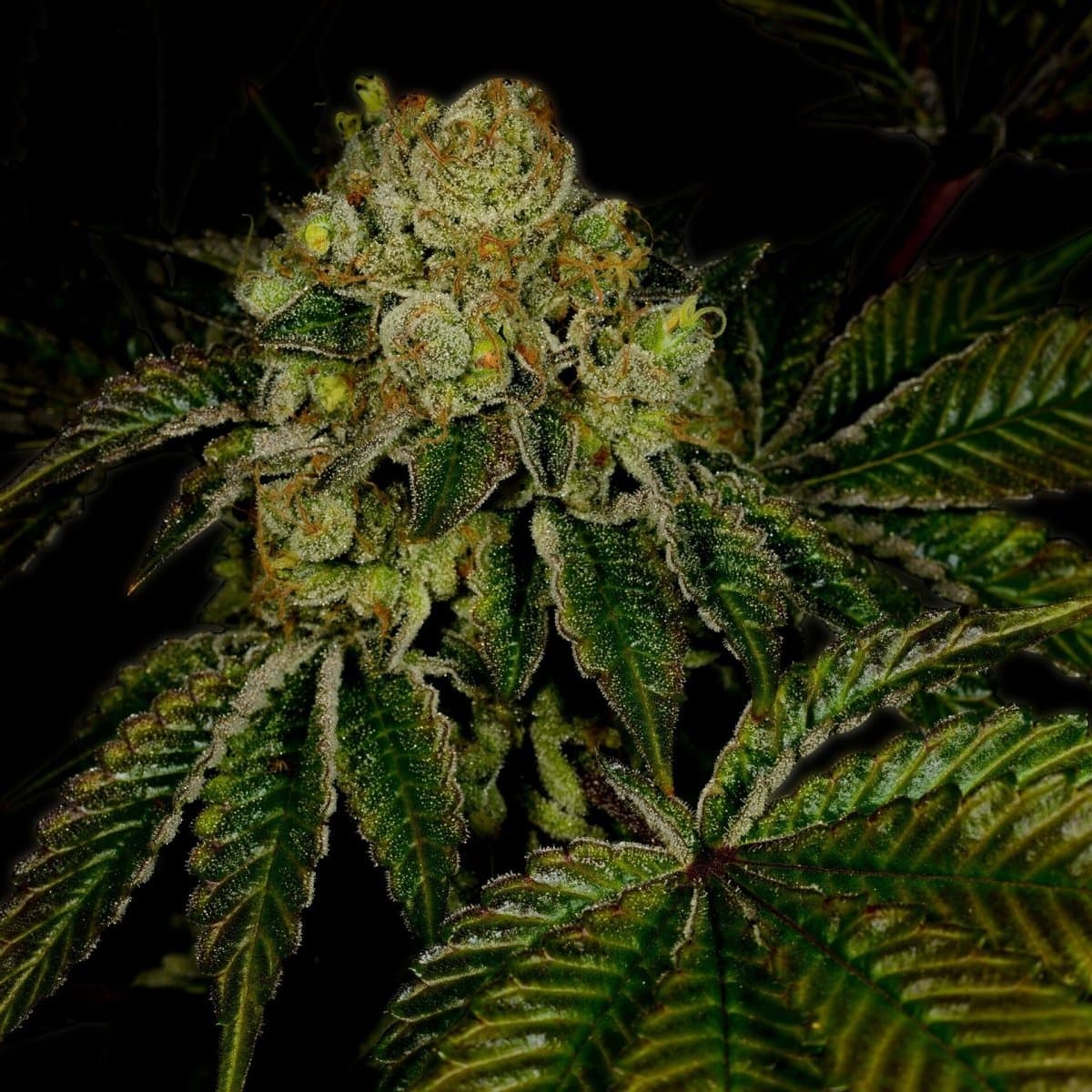 Legend OG Seeds