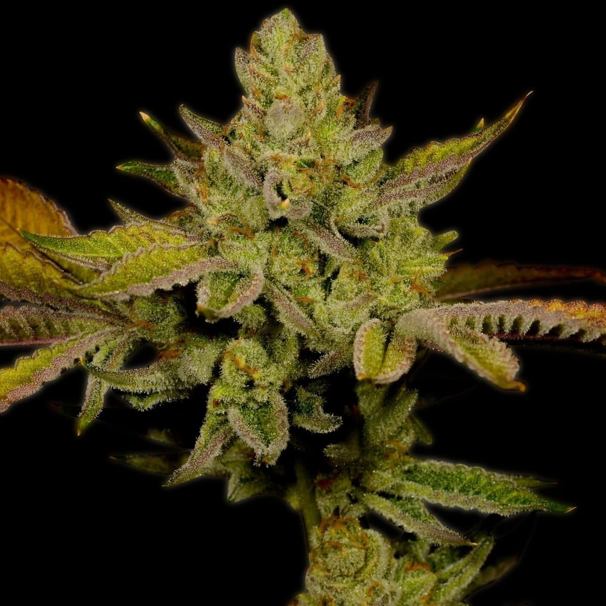 Lemon OG Seeds