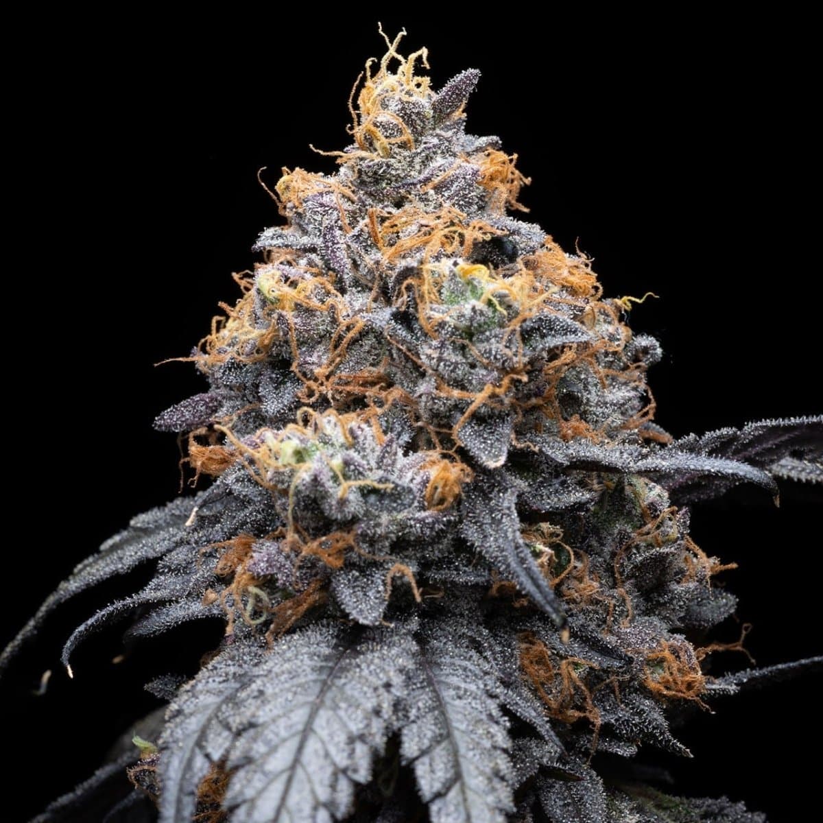 Lilac Diesel Seeds