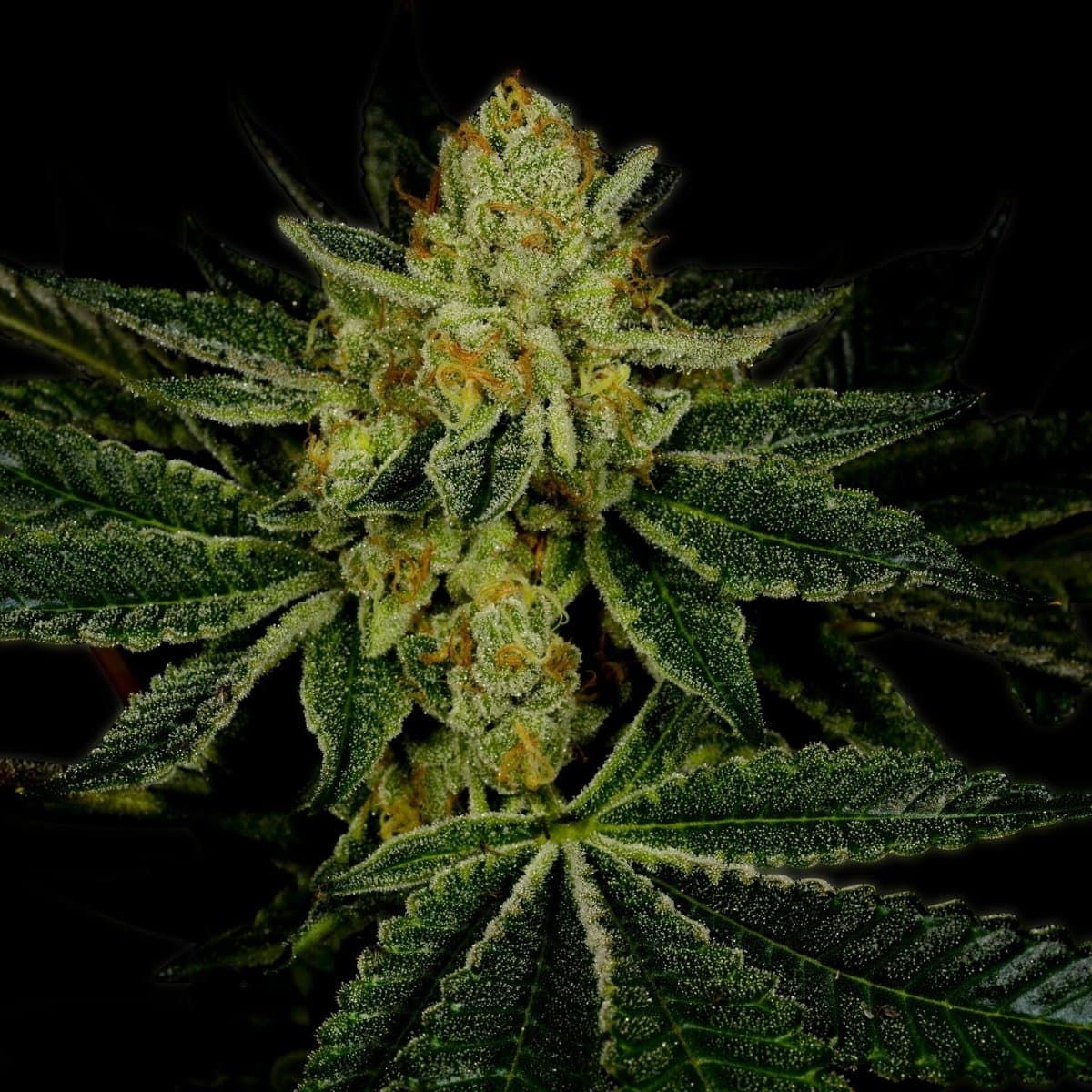 LSD Seeds