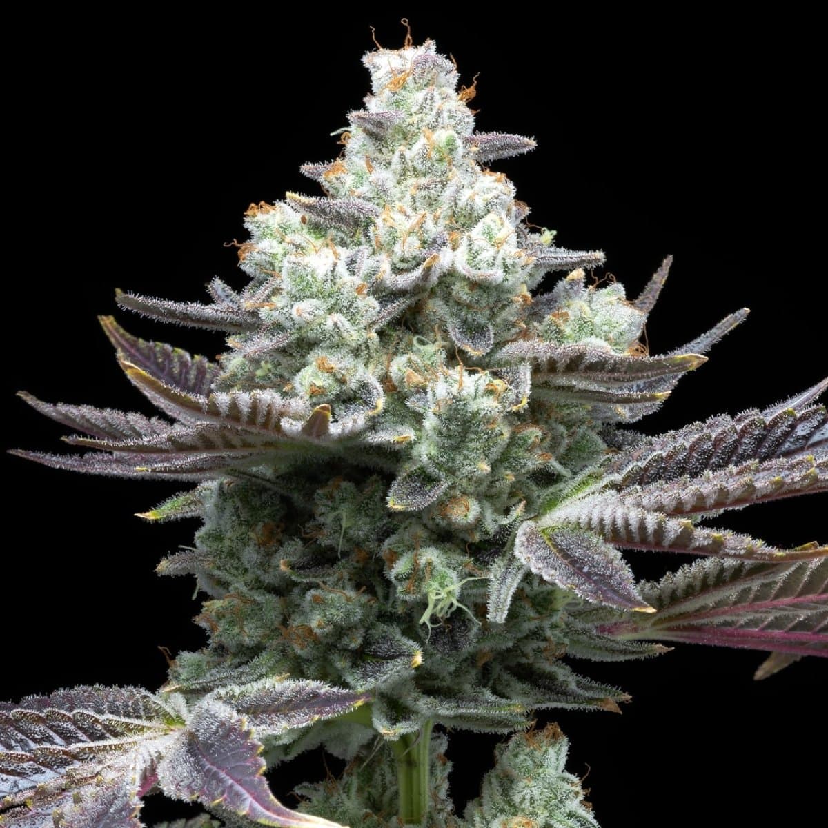 MAC 1 Seeds