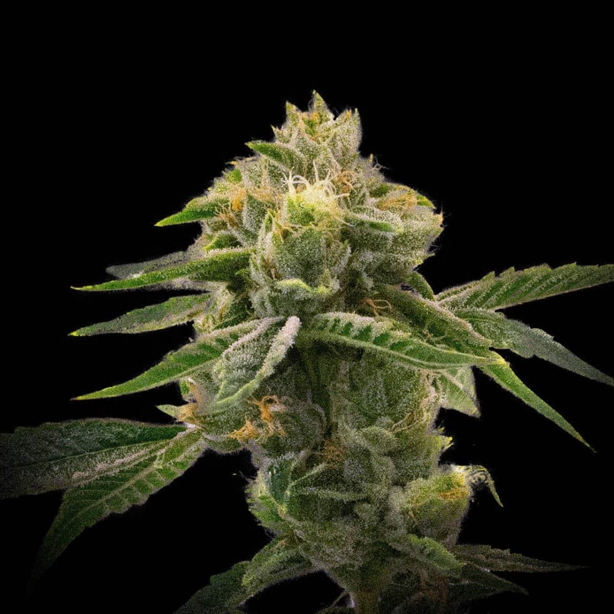 Mango Haze Seeds