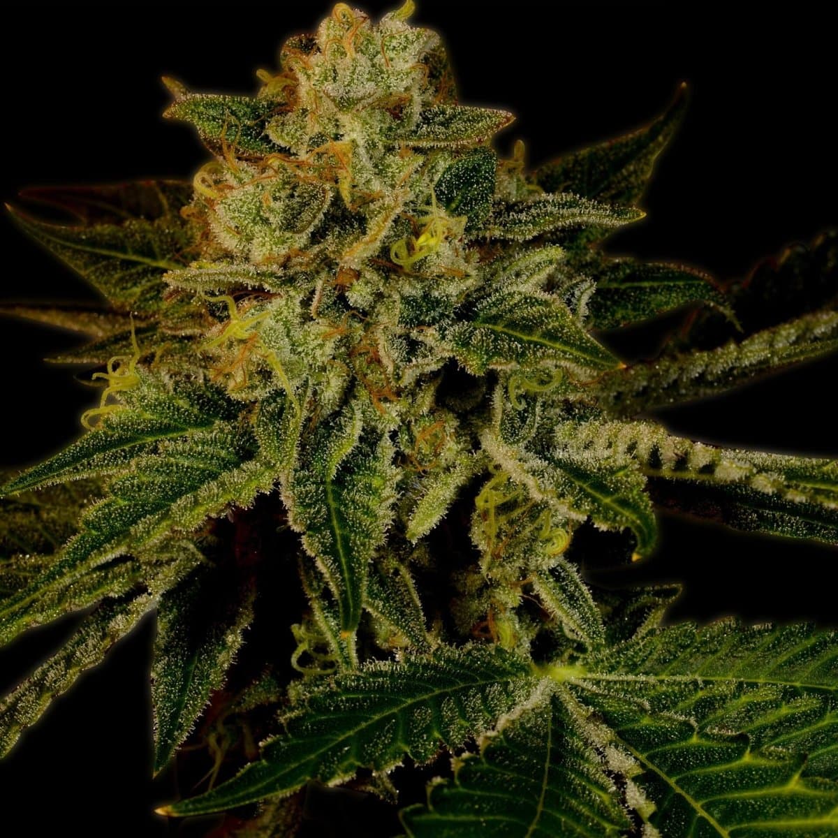 Mango Kush Seeds