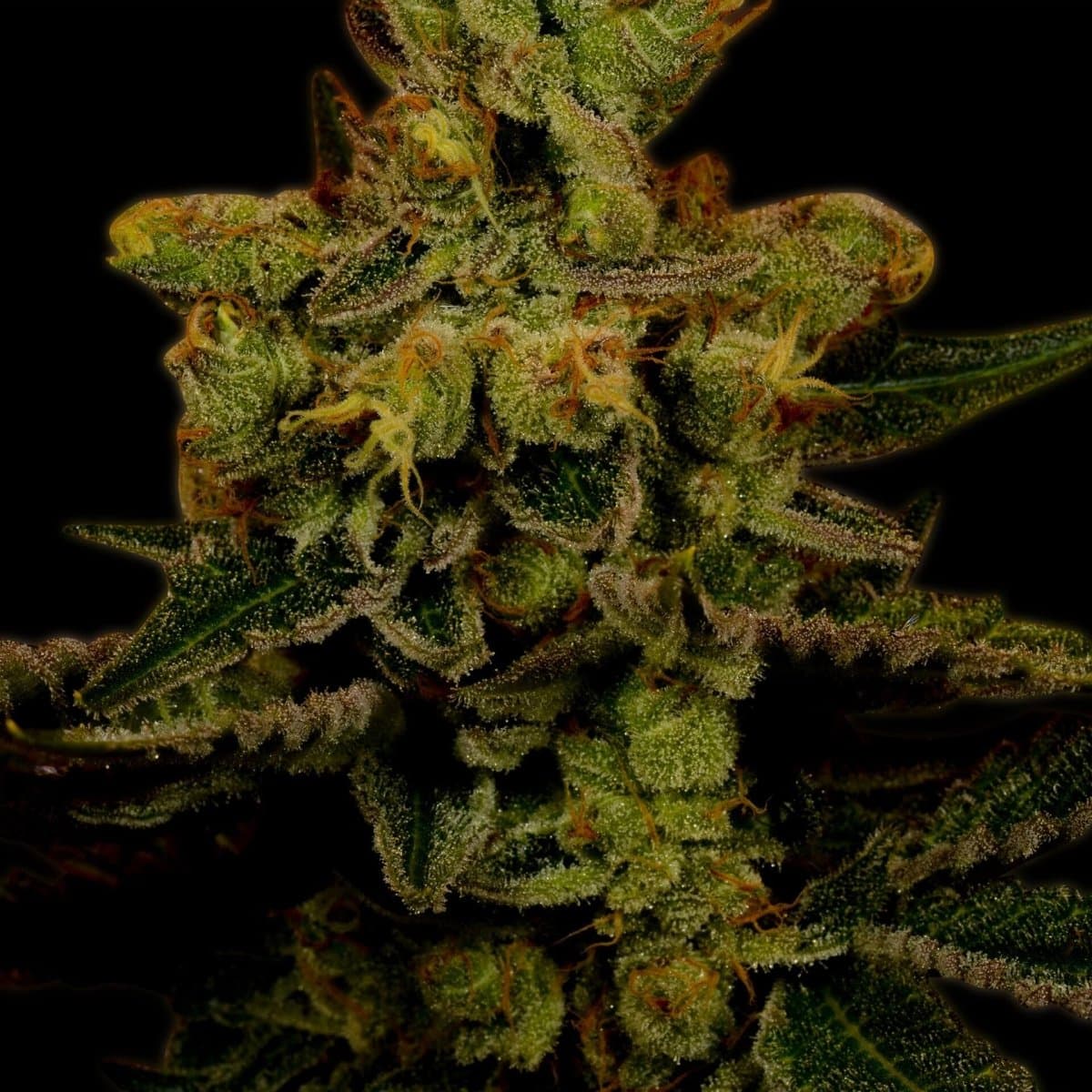 Master Kush Seeds