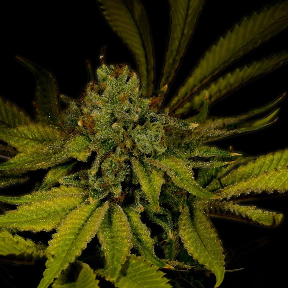 Maui Wowie Seeds