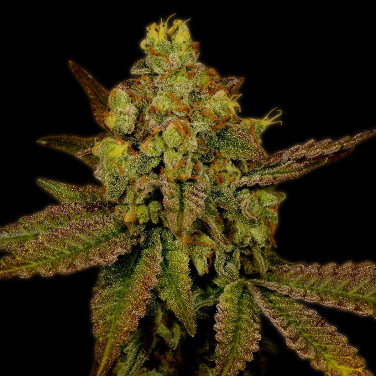Mazar x Blueberry Seeds