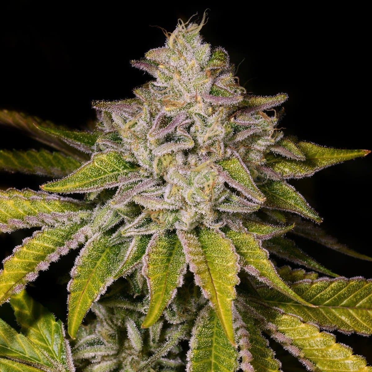 Medellin Seeds