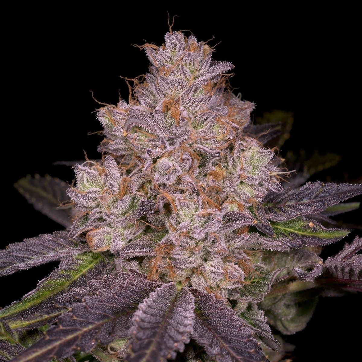 Member Berry Seeds