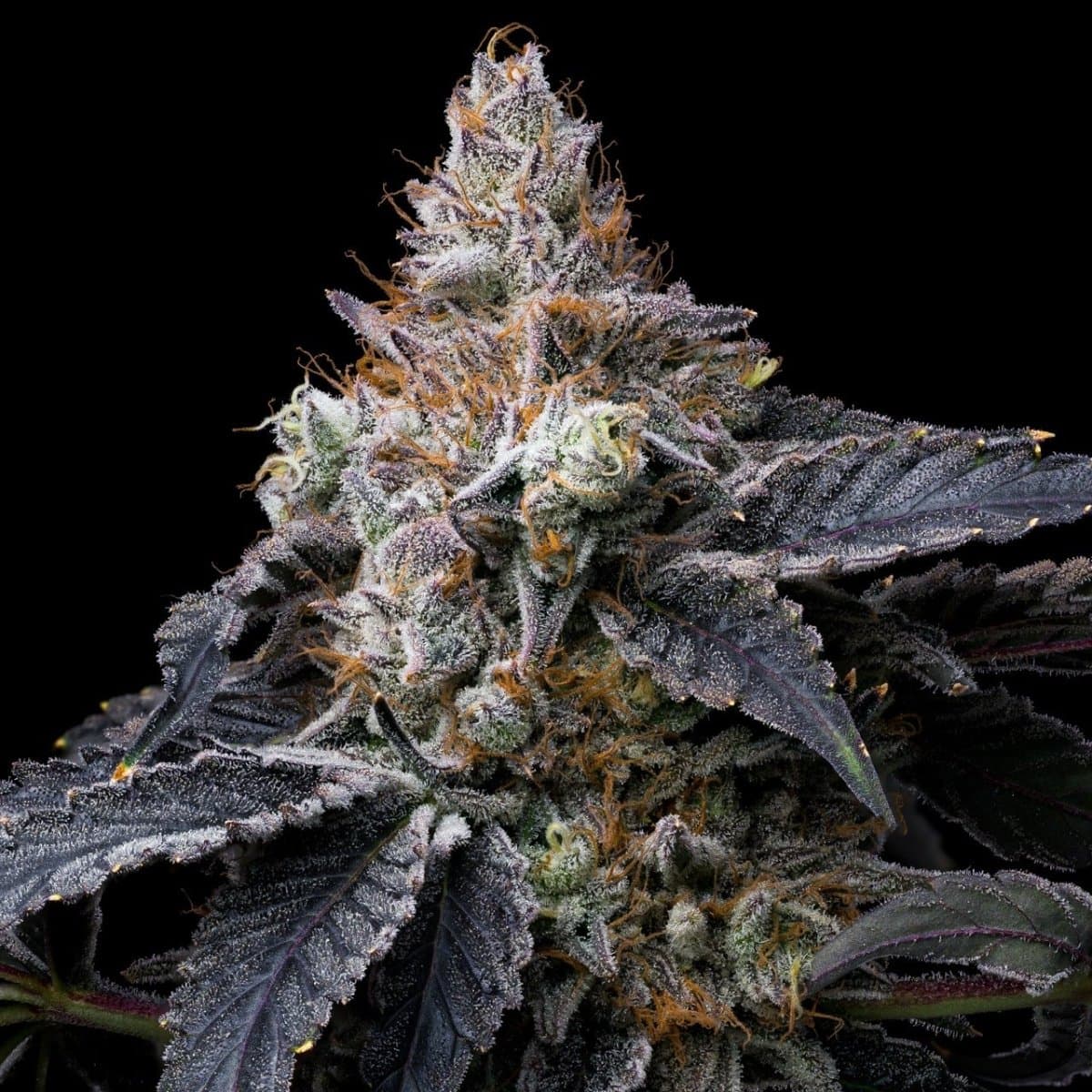Mendo Breath Seeds