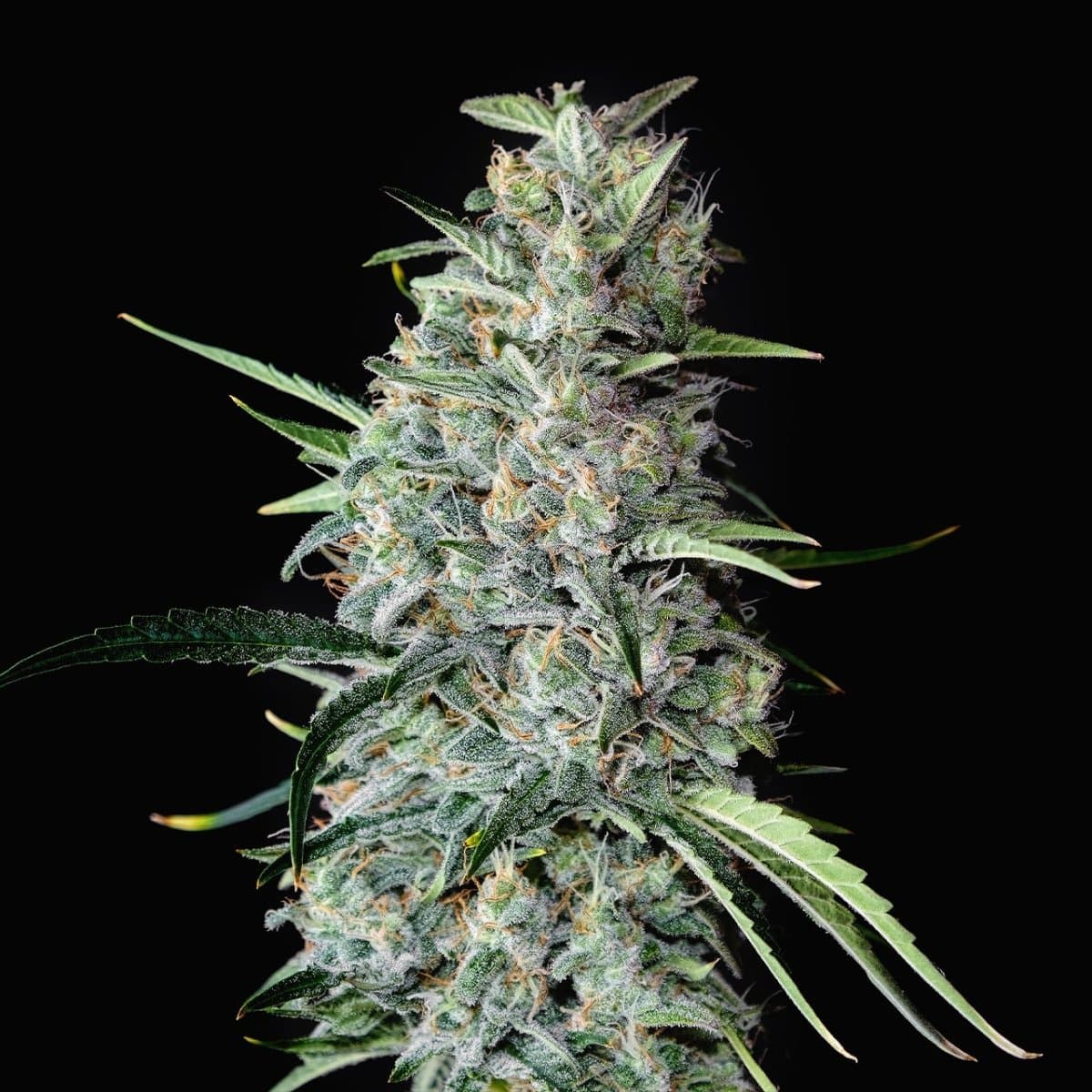 MK Ultra Seeds