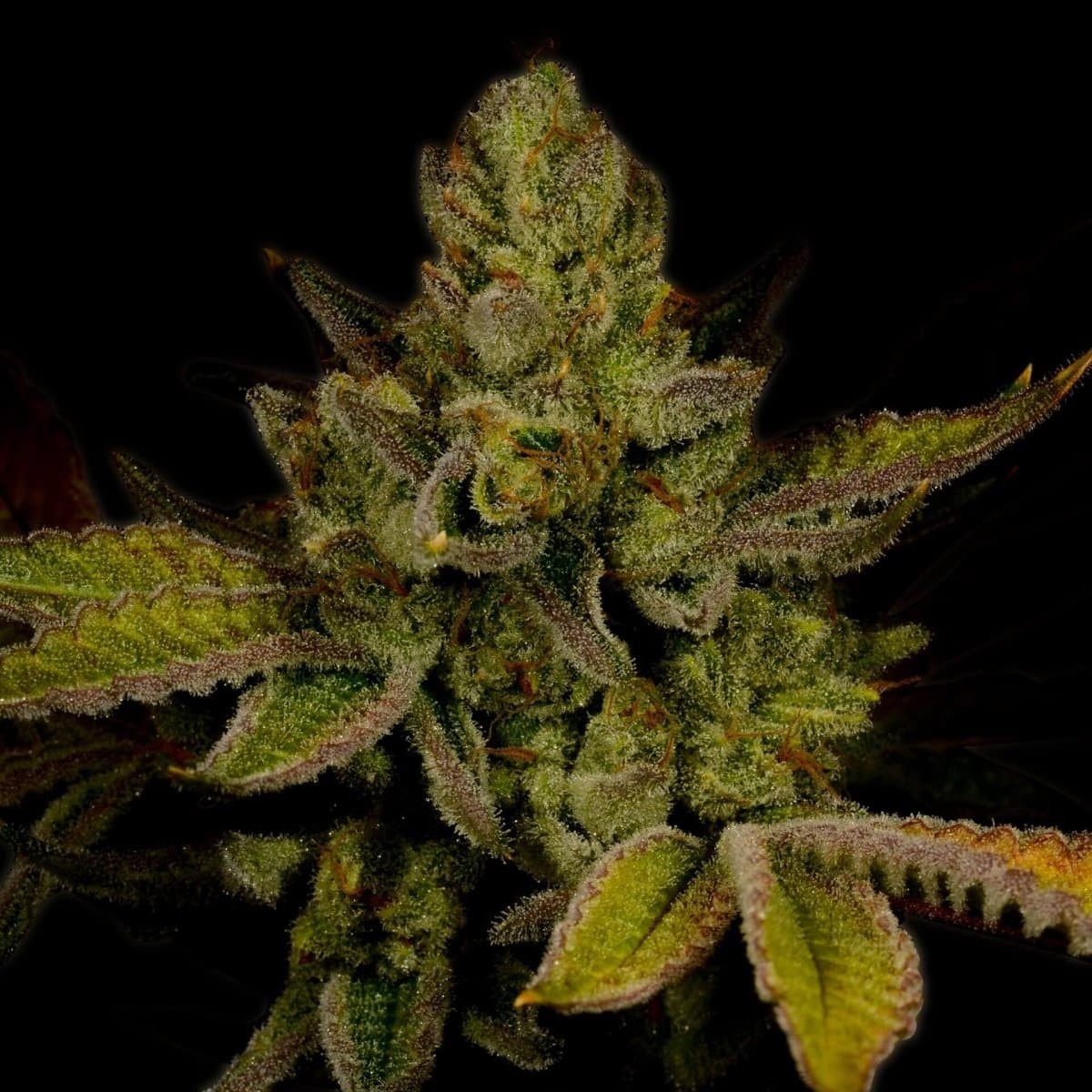 Moby Dick Seeds