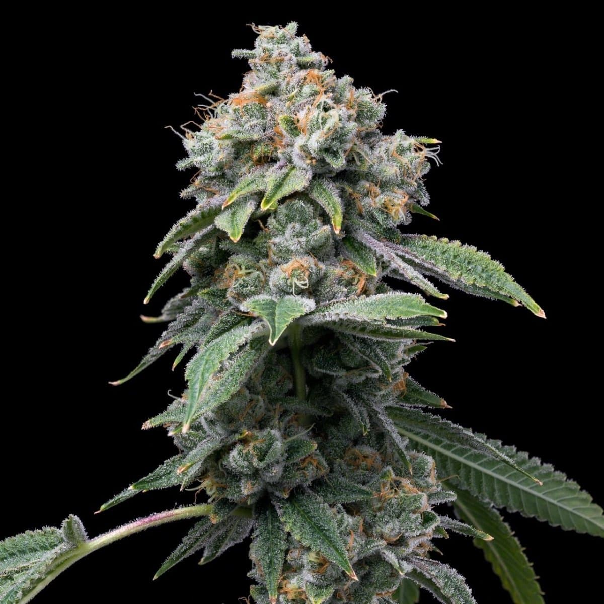 Motorbreath Seeds