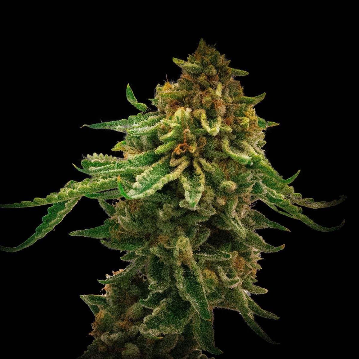 NYC Diesel Seeds