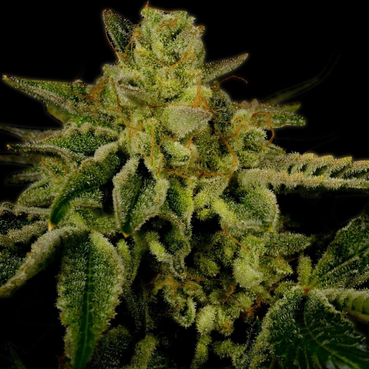 OG Kush Autoflower Seeds